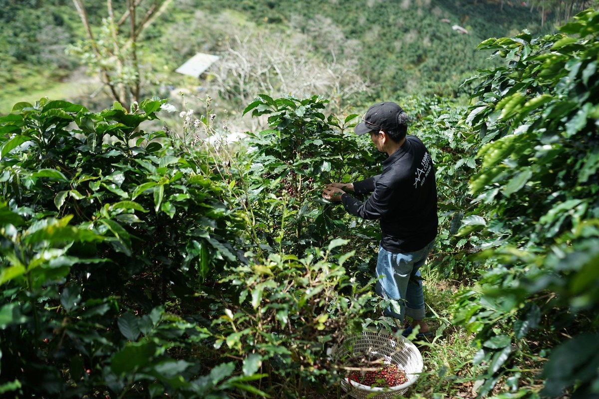 EUDR delayed to 30 Dec 2026: what Vietnam's coffee, wood and rubber SMEs must do now