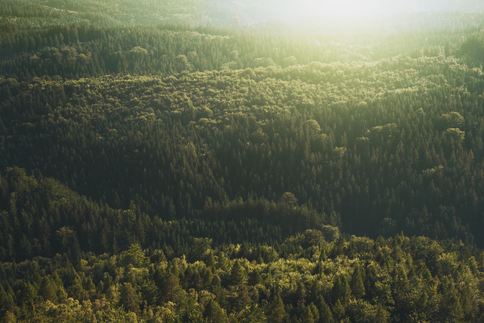 Forest carbon credits under Decree 180/2026: which SMEs can buy, who can sell, and how to trade legally